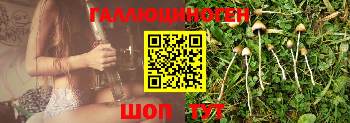 как найти закладки  Вход с VPN  Сунжа  Галлюциногенные грибы Cubensis 